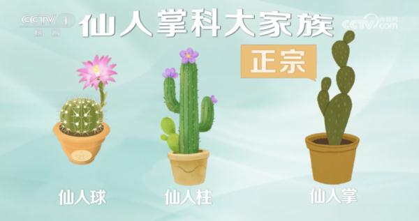 万万没想到，阳台上不起眼的它，竟能解毒消肿、养胃护胃