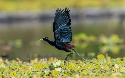 国内罕见！铜翅水雉现身云南