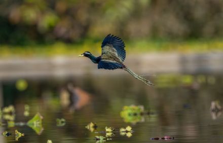 国内罕见！铜翅水雉现身云南
