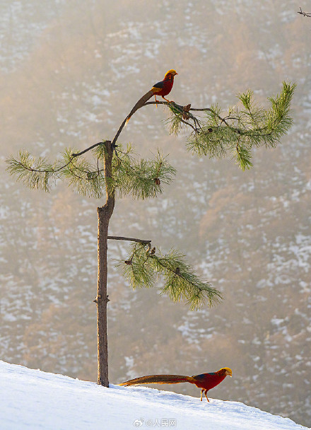 红腹锦鸡雪地觅食宛如国画 红腹锦鸡雪地觅食宛如国画