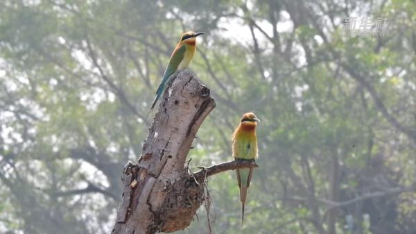 “中国最美小鸟”在厦门筑巢安家