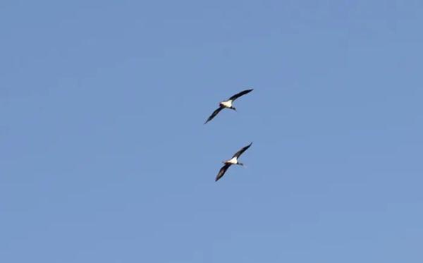 “金鸡”现身山西沁水