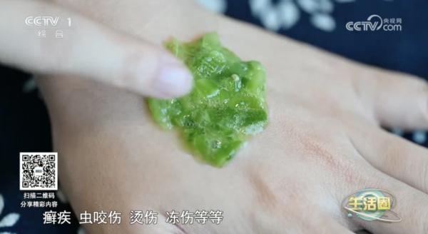 万万没想到，阳台上不起眼的它，竟能解毒消肿、养胃护胃