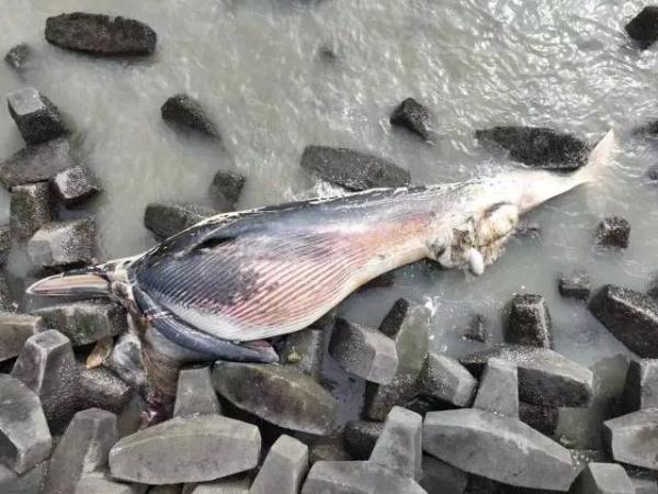 汕头海边出现一头死亡鲸鱼，会出现“鲸爆”吗？最新消息