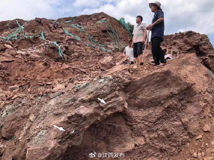 体长超14米！江西发现命名一个恐龙新属种