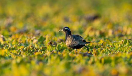 国内罕见！铜翅水雉现身云南