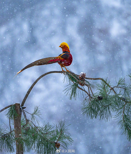 红腹锦鸡雪地觅食宛如国画 红腹锦鸡雪地觅食宛如国画