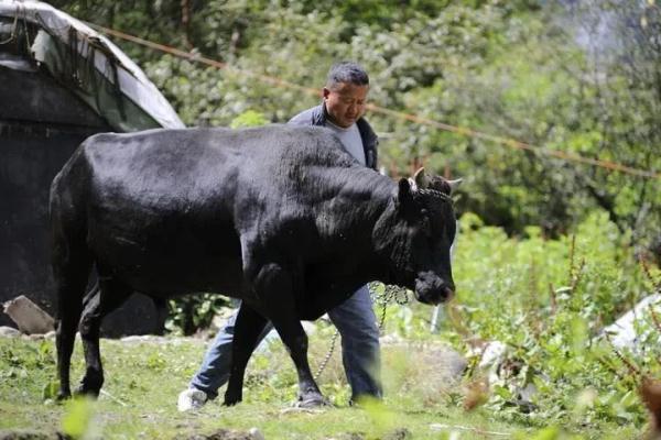 真牛世界首例克隆西藏濒危牛诞生