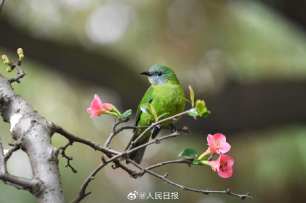 美！小鸟与海棠花的适配度绝了