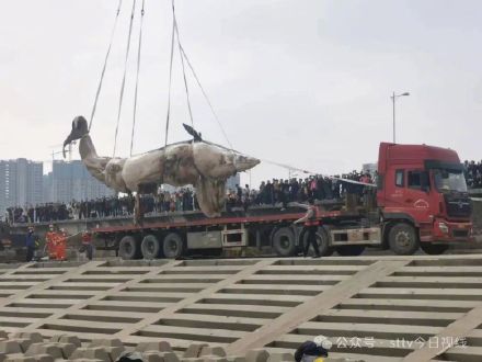 汕头搁浅死亡鲸鱼重达8吨多，已起吊运走