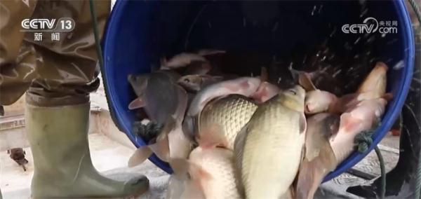 各类年货琳琅满目集中亮相 丰富节日期间百姓“菜篮子”“果盘子”