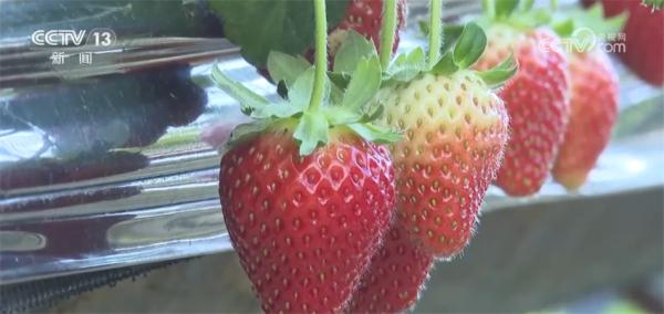 各类年货琳琅满目集中亮相 丰富节日期间百姓“菜篮子”“果盘子”