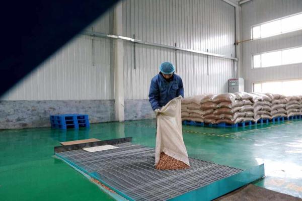 河北巨鹿:小花生大产业 河北巨鹿:小花生大产业