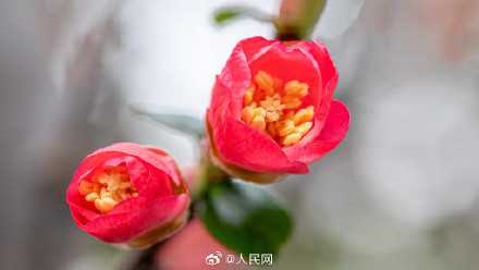 鸿运当头!重庆的海棠花开了 鸿运当头!重庆的海棠花开了