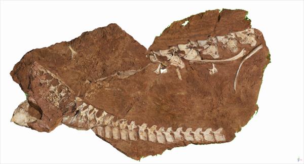 江西发现巨龙！