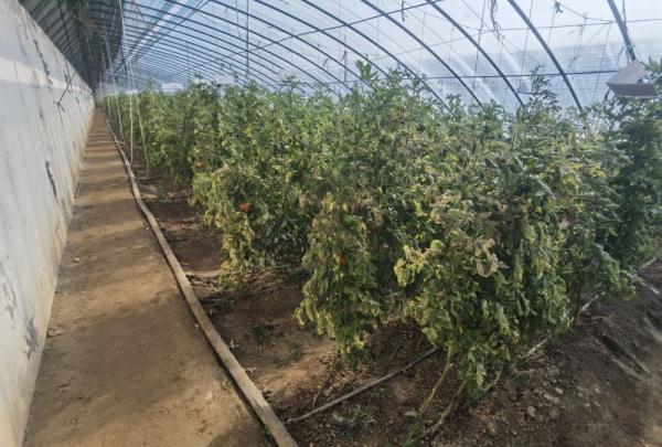 新春走基层|山东胶州：厨前垃圾“变身”有机肥受农户欢迎