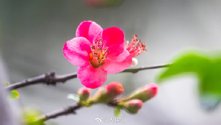 鸿运当头!重庆的海棠花开了 鸿运当头!重庆的海棠花开了