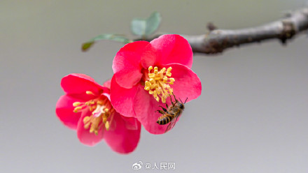 鸿运当头!重庆的海棠花开了 鸿运当头!重庆的海棠花开了