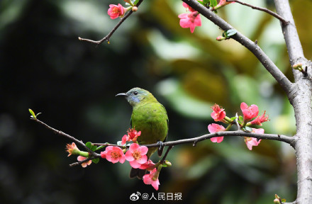美！小鸟与海棠花的适配度绝了