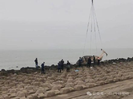 汕头搁浅死亡鲸鱼重达8吨多，已起吊运走