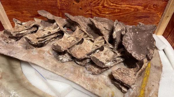 江西发现巨龙！