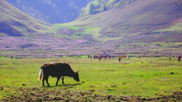 全国推介!云南这3条旅游精品线路,春节必玩~ 全国推介!云南这3条旅游精品线路,春节必玩~