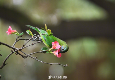 美！小鸟与海棠花的适配度绝了