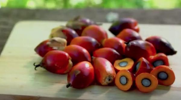 答疑解惑|棕榈油真的不健康吗? 答疑解惑|棕榈油真的不健康吗?