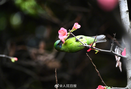 美！小鸟与海棠花的适配度绝了