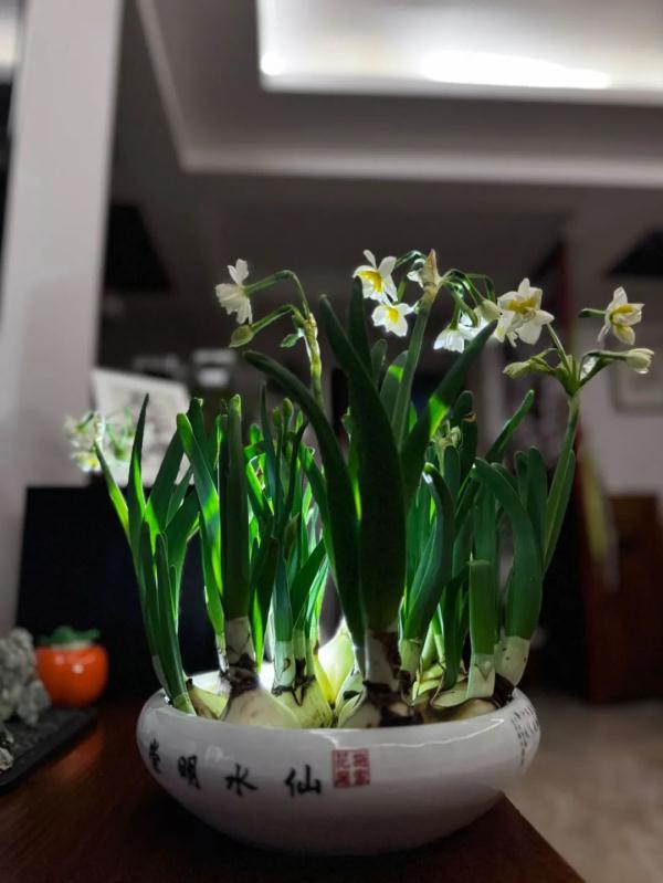 又香又美!很多上海人都买了!如何“保鲜”到春节?攻略来了→ 又香又美!很多上海人都买了!如何“保鲜”到春节?攻略来了→