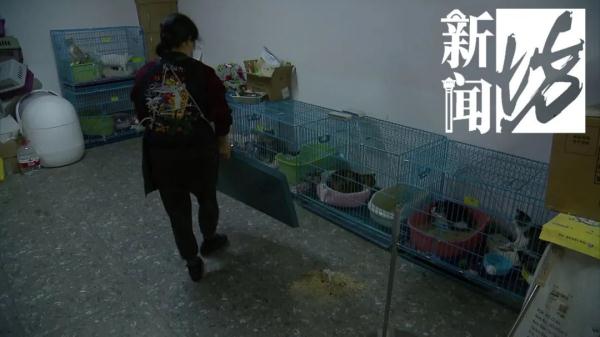 “我有产权,别人管不着!”上海一女子竟在车库养了10只猫,邻居苦不堪言 “我有产权,别人管不着!”上海一女子竟在车库养了10只猫,邻居苦不堪言