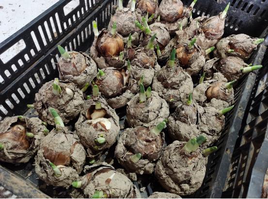 又香又美!很多上海人都买了!如何“保鲜”到春节?攻略来了→ 又香又美!很多上海人都买了!如何“保鲜”到春节?攻略来了→