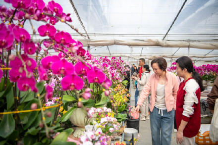 广州蝴蝶兰销售走俏，大多名花有主！