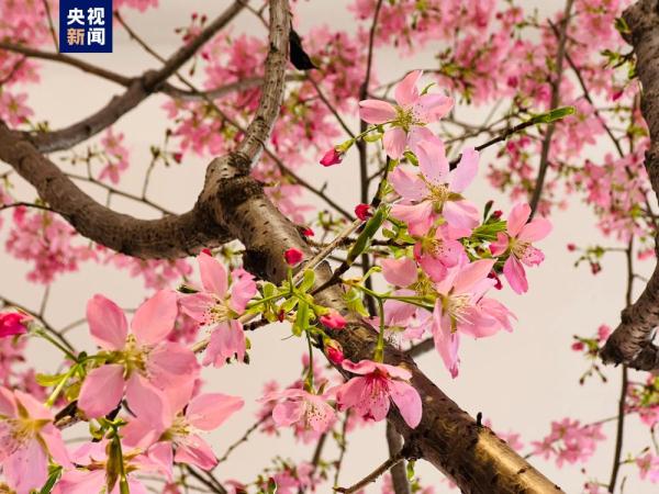 提前两个月 去北京玉渊潭公园赏樱花! 提前两个月 去北京玉渊潭公园赏樱花!