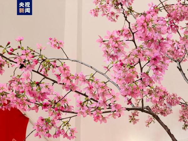 提前两个月 去北京玉渊潭公园赏樱花! 提前两个月 去北京玉渊潭公园赏樱花!