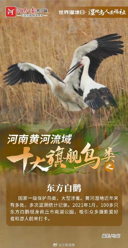 河南黄河流域十大旗舰鸟类图鉴 河南黄河流域十大旗舰鸟类图鉴