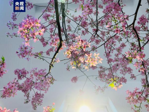 提前两个月 去北京玉渊潭公园赏樱花! 提前两个月 去北京玉渊潭公园赏樱花!