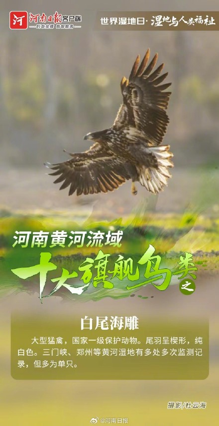 河南黄河流域十大旗舰鸟类图鉴 河南黄河流域十大旗舰鸟类图鉴