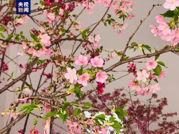 提前两个月 去北京玉渊潭公园赏樱花! 提前两个月 去北京玉渊潭公园赏樱花!