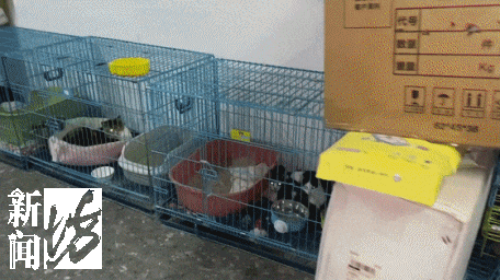 “我有产权,别人管不着!”上海一女子竟在车库养了10只猫,邻居苦不堪言 “我有产权,别人管不着!”上海一女子竟在车库养了10只猫,邻居苦不堪言