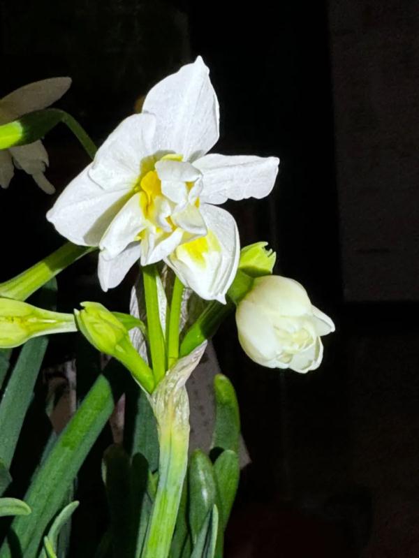 又香又美!很多上海人都买了!如何“保鲜”到春节?攻略来了→ 又香又美!很多上海人都买了!如何“保鲜”到春节?攻略来了→