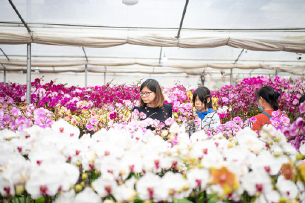 广州蝴蝶兰销售走俏，大多名花有主！