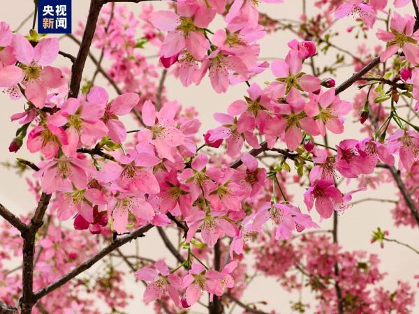 提前两个月 去北京玉渊潭公园赏樱花! 提前两个月 去北京玉渊潭公园赏樱花!