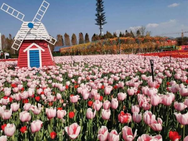 惊艳!昆明这里100万株郁金香盛放→ 惊艳!昆明这里100万株郁金香盛放→