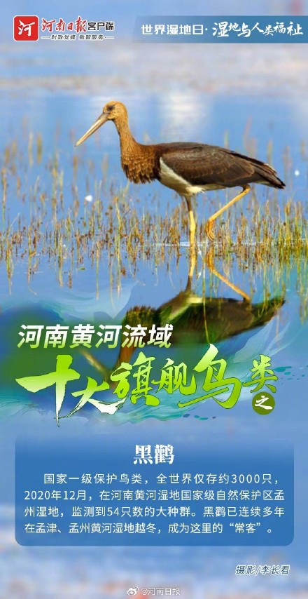 河南黄河流域十大旗舰鸟类图鉴 河南黄河流域十大旗舰鸟类图鉴