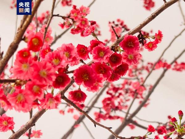 提前两个月 去北京玉渊潭公园赏樱花! 提前两个月 去北京玉渊潭公园赏樱花!