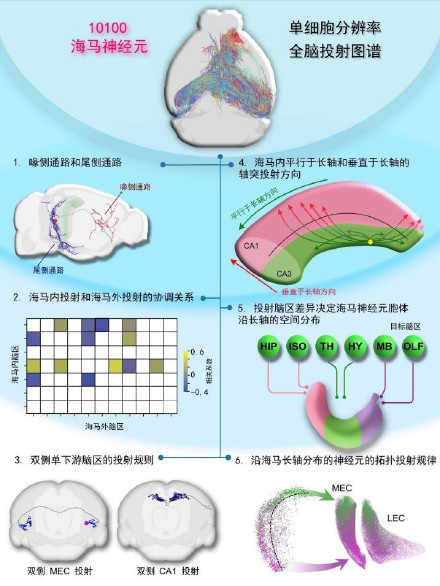我国科学家成功解析小鼠海马单神经元全脑投射规律