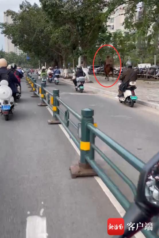 穿越？有人在海口街头“策马奔腾”，交警发话了→