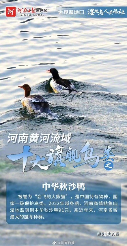 河南黄河流域十大旗舰鸟类图鉴 河南黄河流域十大旗舰鸟类图鉴