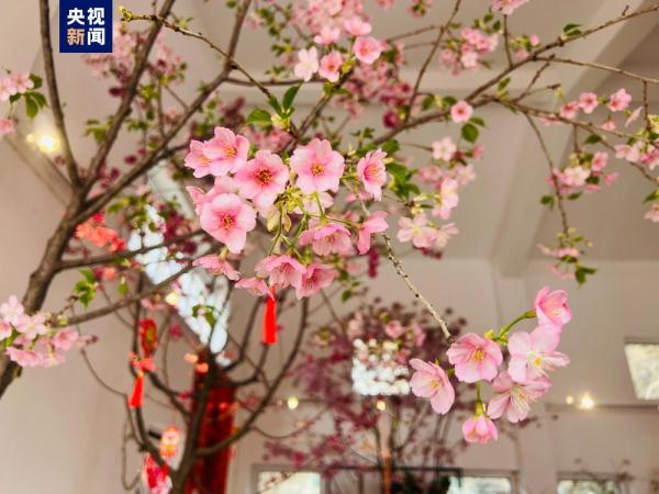 提前两个月 去北京玉渊潭公园赏樱花! 提前两个月 去北京玉渊潭公园赏樱花!